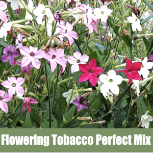 Flowering Tobacco "Perfect Mix" or Nicotiana alata